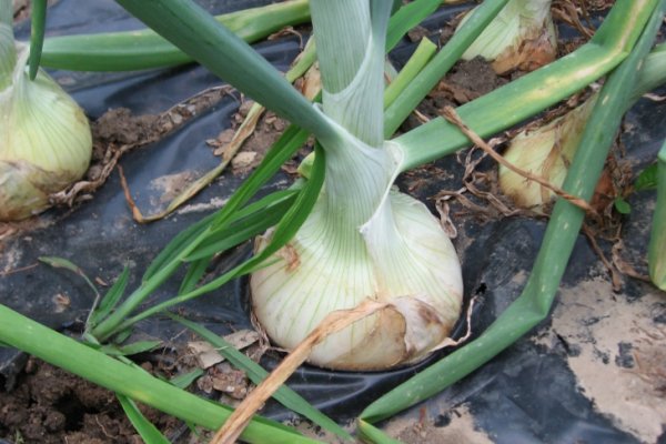 Гидра сайт hydraruzxpnew4af onion